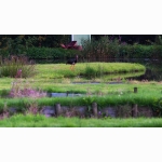 Schwarzstorch 20170817 Schwarzstorch DSC03843 (1).jpg